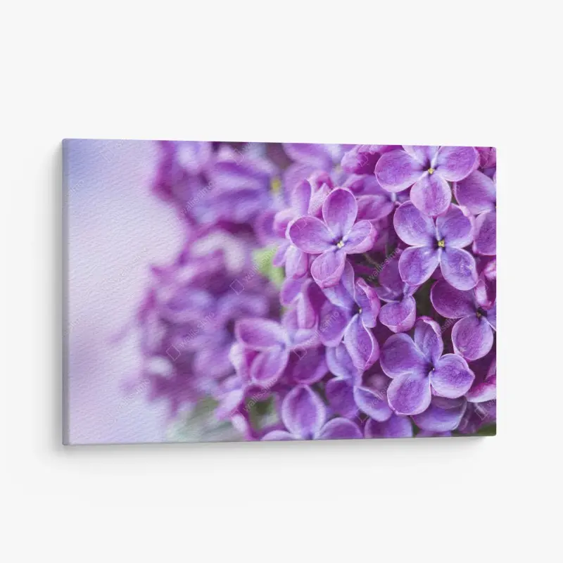 Leinwandbild lila fliederblüten nahaufnahme