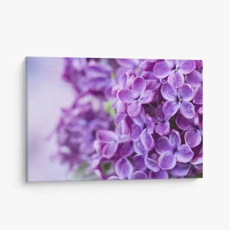 Leinwandbild lila fliederblüten nahaufnahme – Pixers®