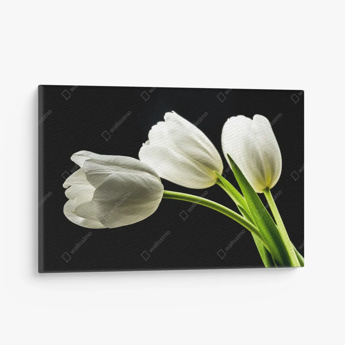 Leinwandbild elegante weiße tulpen vor schwarzem hintergrund – Pixers®