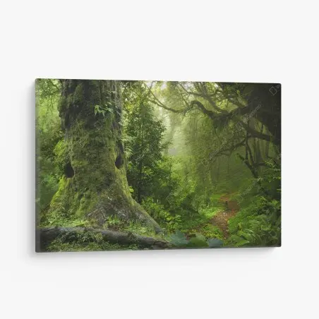 Leinwandbild moosiger alter waldpfad – Pixers®