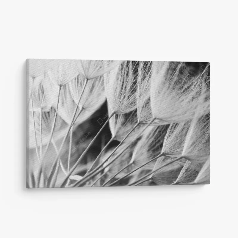 Leinwandbild zarte nahaufnahme von löwenzahnsamen in monochrom