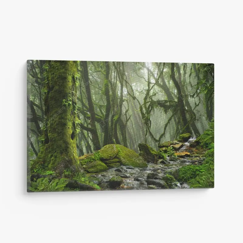 Leinwandbild moosiger wald mit bach im nebel