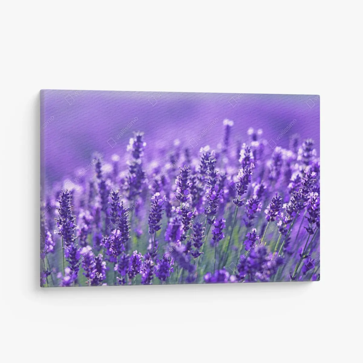 Leinwandbild lavendelfeld nahaufnahme – Pixers®