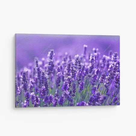 Leinwandbild lavendelfeld nahaufnahme – Pixers®