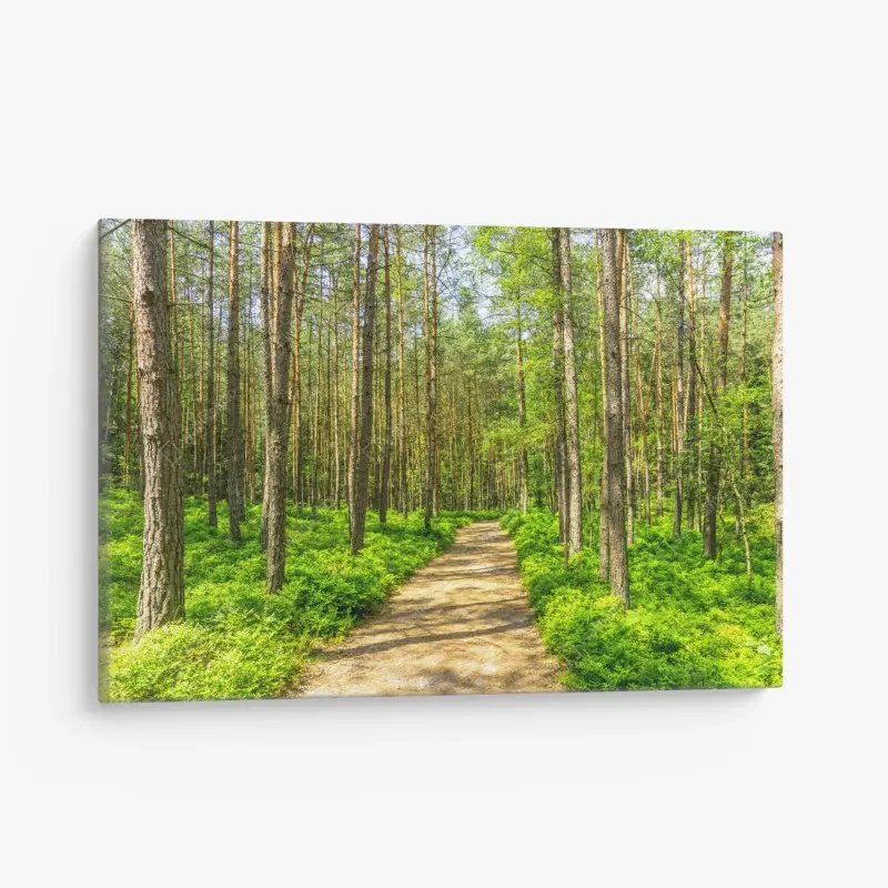 Leinwandbild sonniger waldweg zwischen kiefern