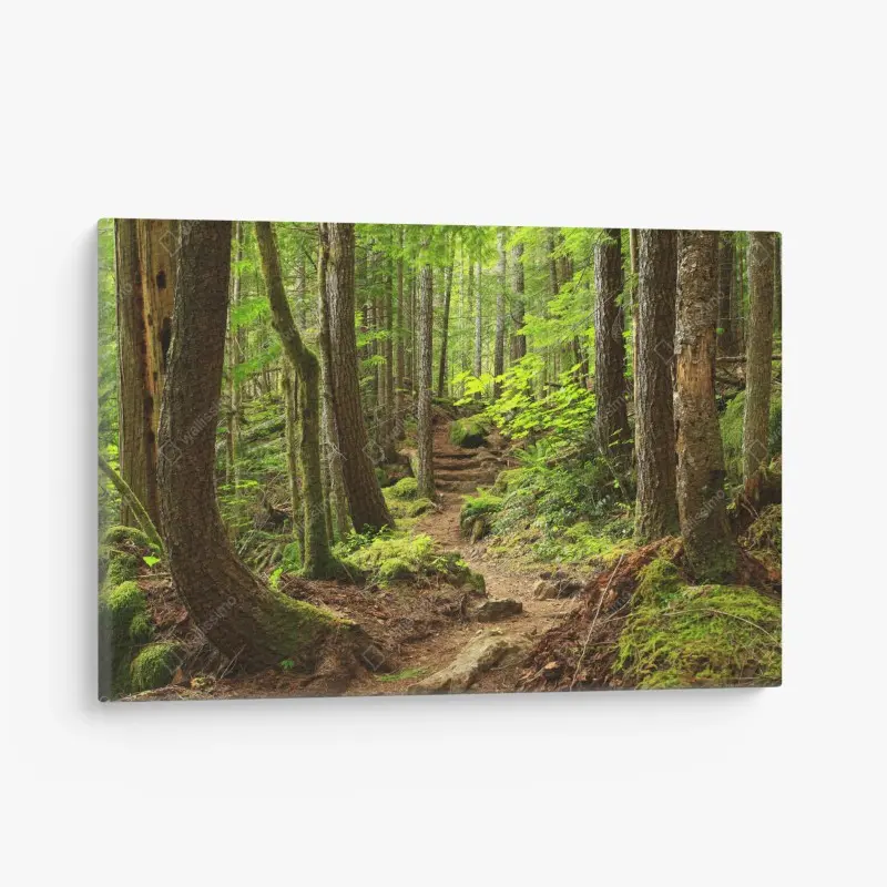 Leinwandbild moosiger waldpfad