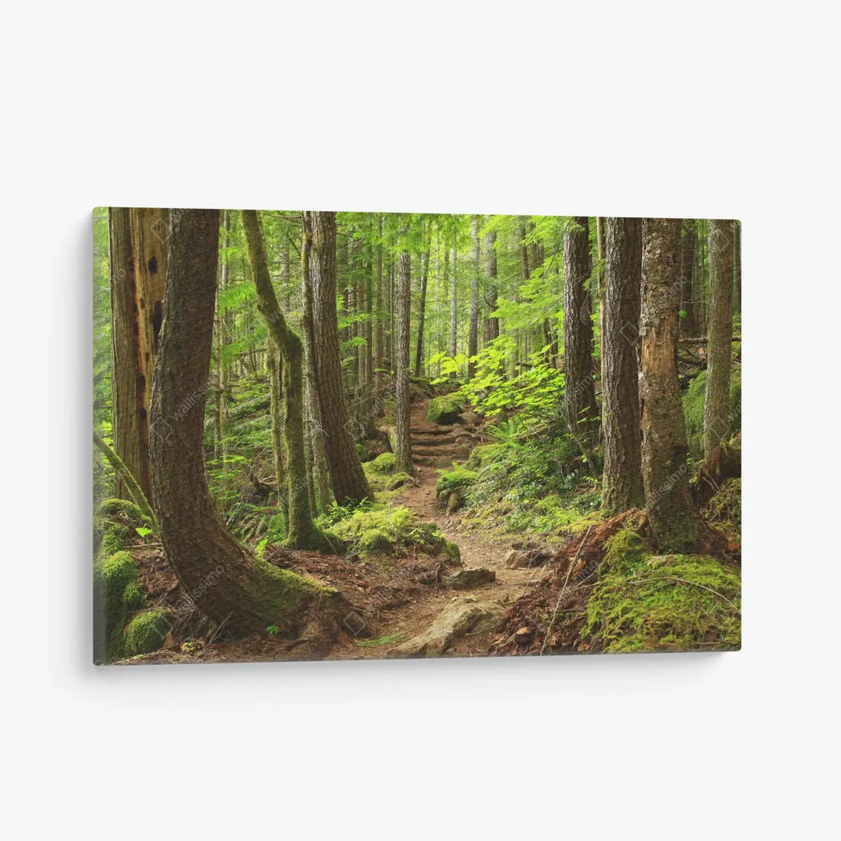 Leinwandbild moosiger waldpfad – Pixers®