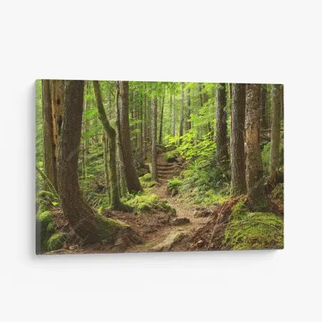 Leinwandbild moosiger waldpfad – Pixers®