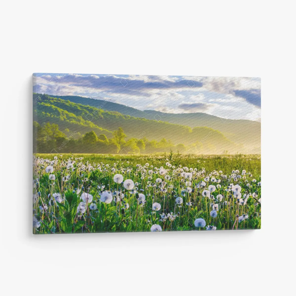 Leinwandbild neblige löwenzahnwiese im sonnenaufgang – Pixers®