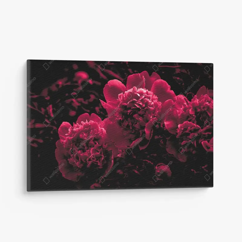 Leinwandbild stimmungsvolle rosa pfingstrosen