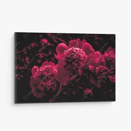 Leinwandbild stimmungsvolle rosa pfingstrosen – Pixers®