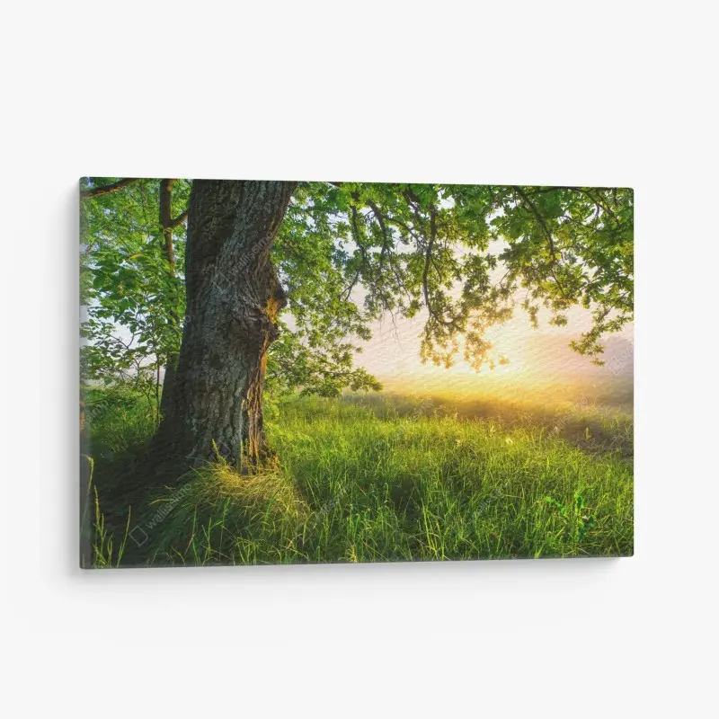 Leinwandbild morgendliche eiche auf sonnenbeschienener wiese