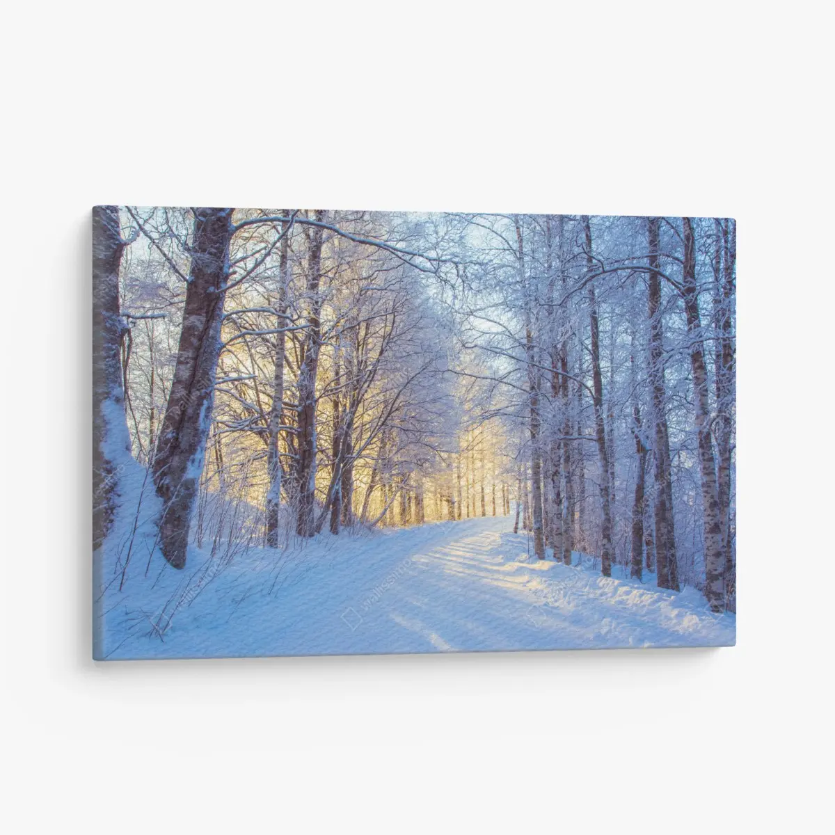Leinwandbild birkenwald im winter bei sonnenaufgang – Pixers®