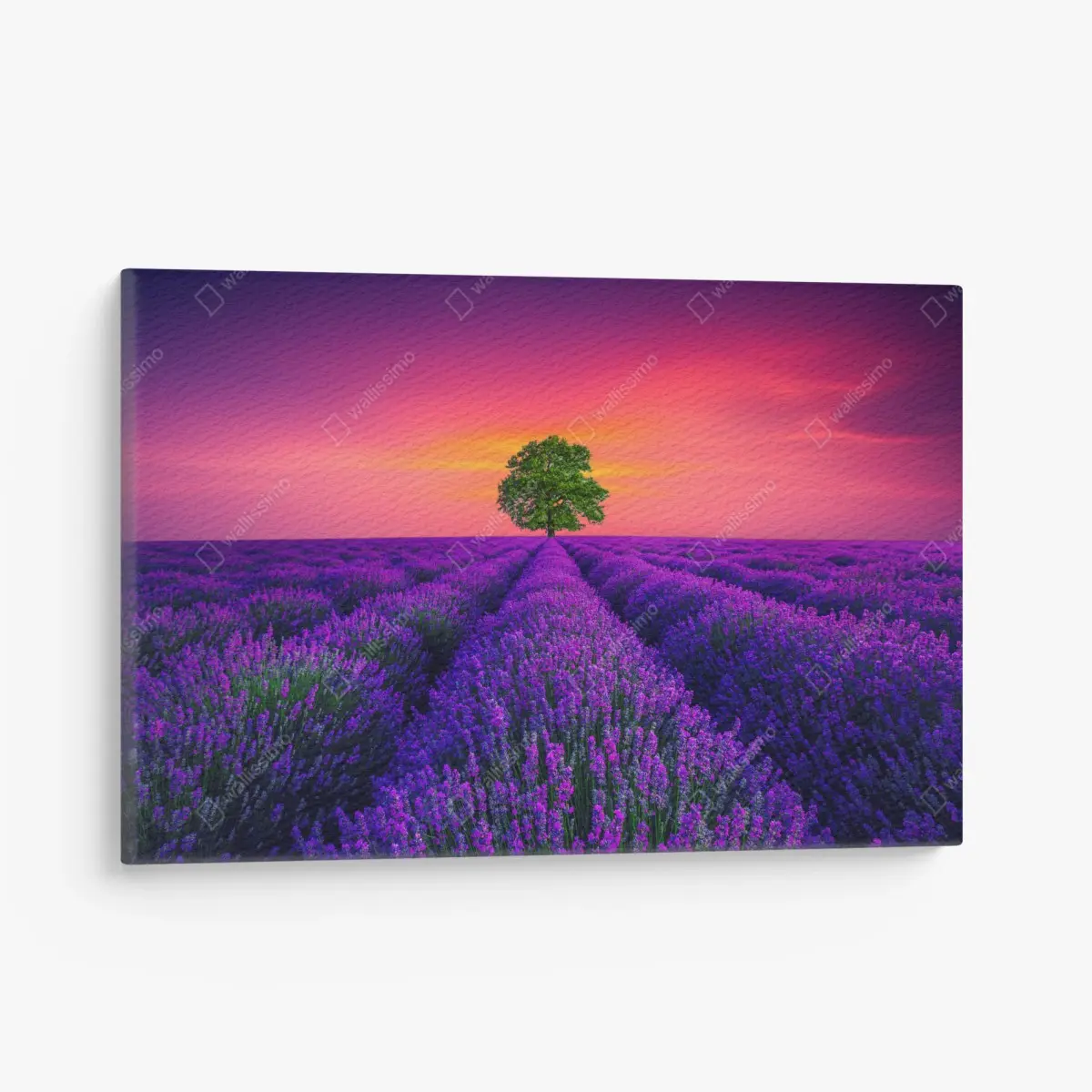 Leinwandbild lavendelfeld bei sonnenuntergang mit einsamem baum – Pixers®
