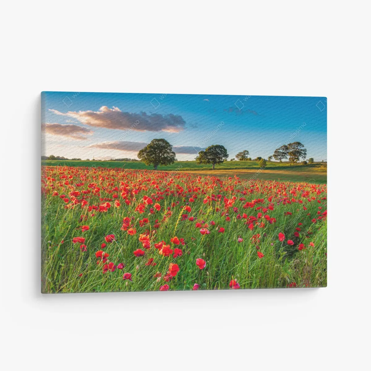 Leinwandbild rotes mohnfeld bei Corbridge – Pixers®