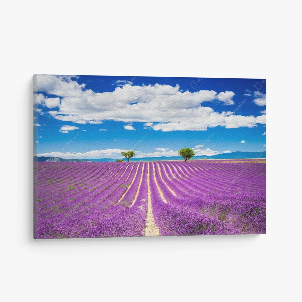 Leinwandbild lavendelfelder in Provence – Pixers®