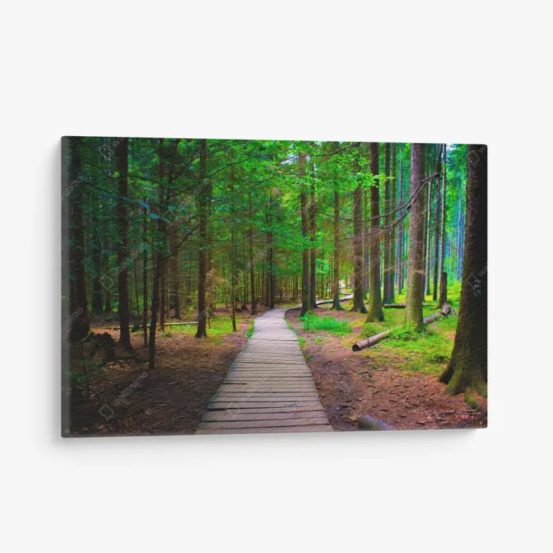 Leinwandbild ruhiger waldsteg im grünen