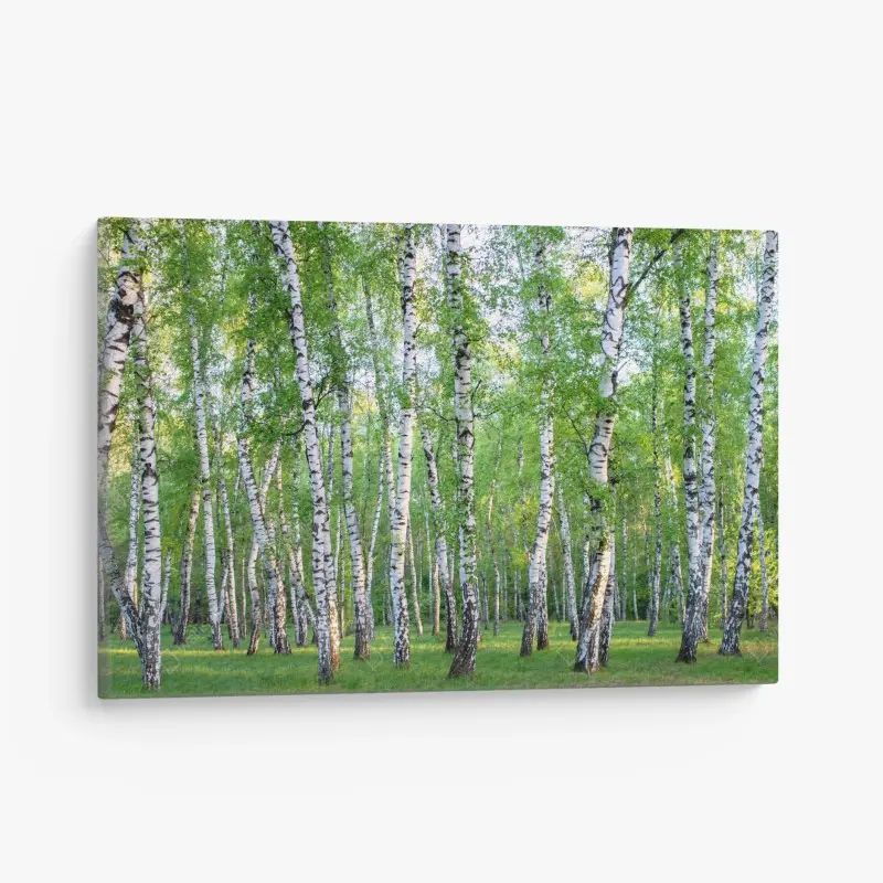 Leinwandbild ruhiger birkenhain im sommer