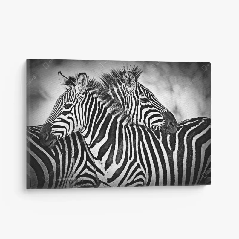 Leinwandbild intimes zebra-porträt in schwarzweiß