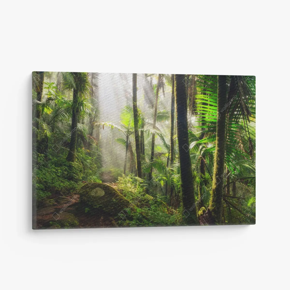Leinwandbild tropischer regenwald mit sonnenstrahlen – Pixers®