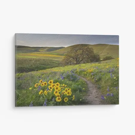 Leinwandbild pfad durch blumenwiese mit eichenbaum – Pixers®