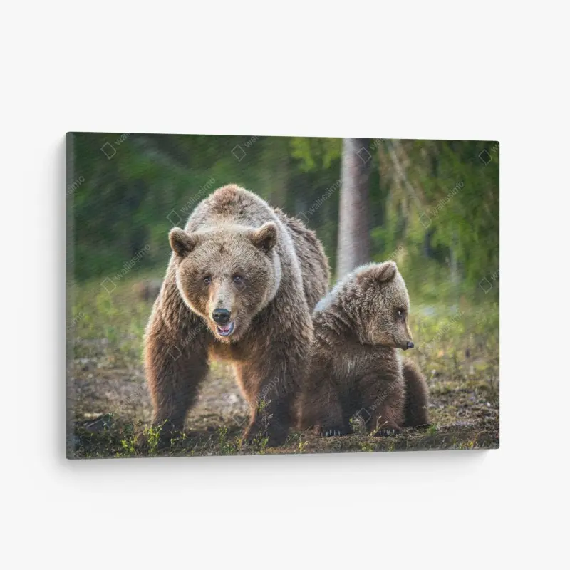 Leinwandbild braunbär mit jungem im wald