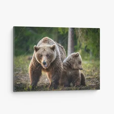 Leinwandbild braunbär mit jungem im wald – Pixers®