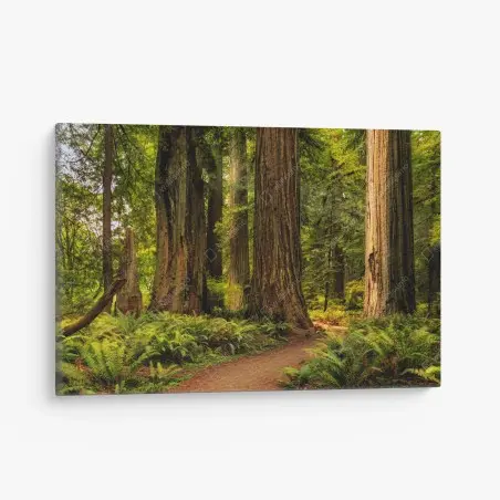 Leinwandbild Kalifornien mammutbäume waldweg – Pixers®