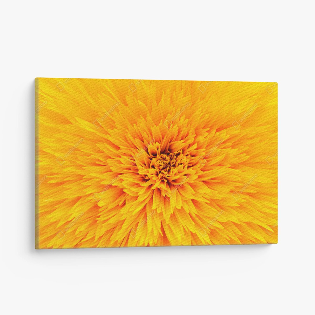 Leinwandbild strahlende sonnenblume nahaufnahme – Pixers®
