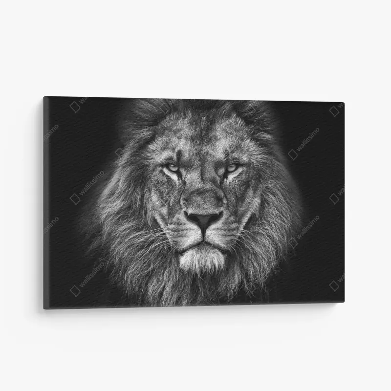 Leinwandbild majestätisches löwenportrait in monochrom