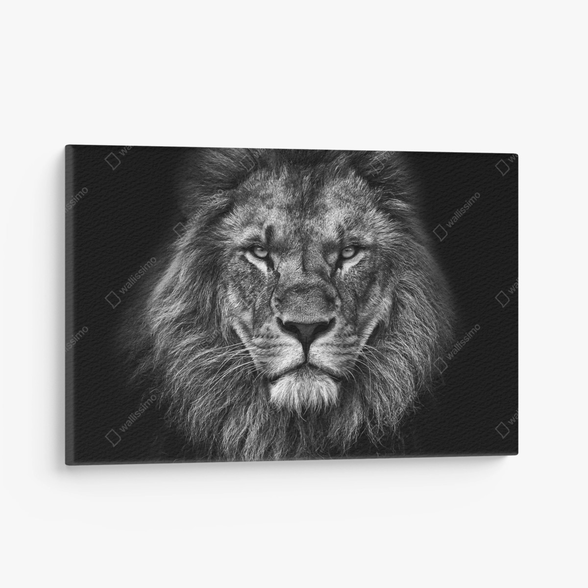 Leinwandbild majestätisches löwenportrait in monochrom – Pixers®