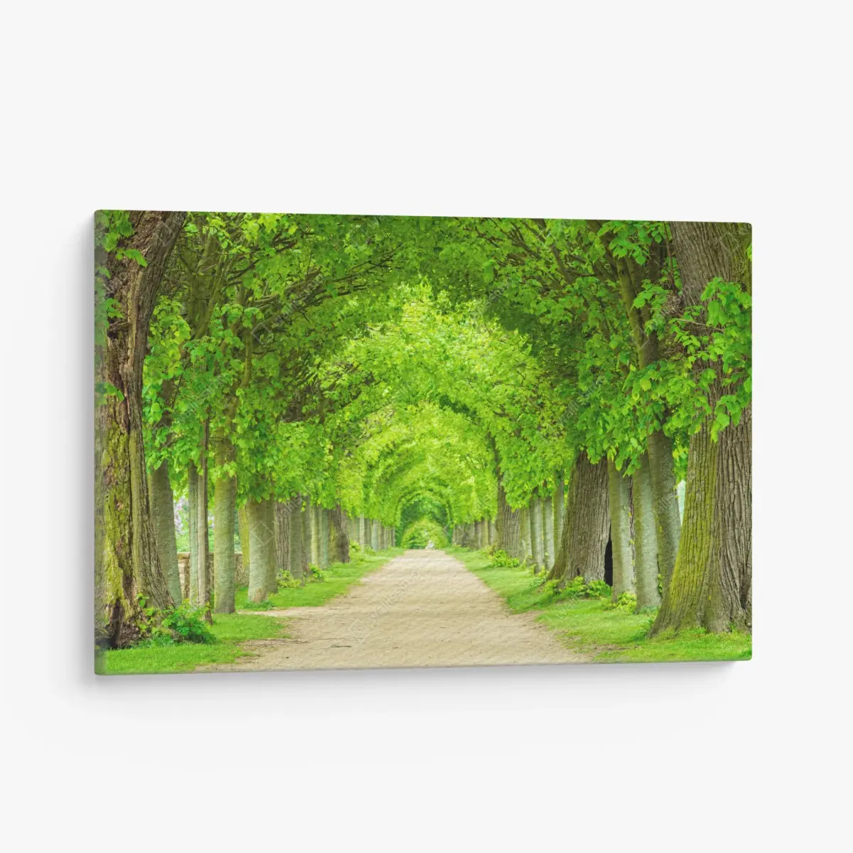 Leinwandbild grüner baumtunnel – Pixers®