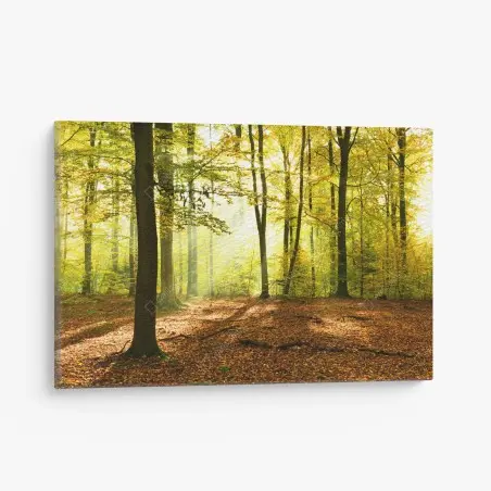 Leinwandbild goldener herbstwald am morgen – Pixers®