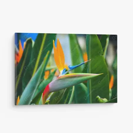 Leinwandbild leuchtende paradiesvogelblume – Pixers®