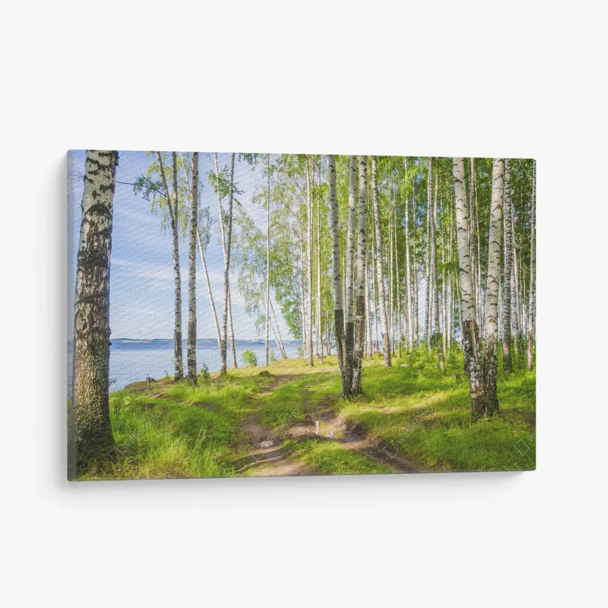 Leinwandbild sonnige birkenlichtung am wasser – Pixers®