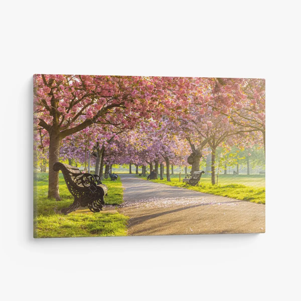 Leinwandbild kirschblütenallee im frühling – Pixers®