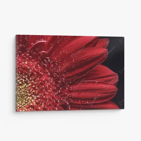 Leinwandbild rote gerbera makro mit wassertropfen – Pixers®