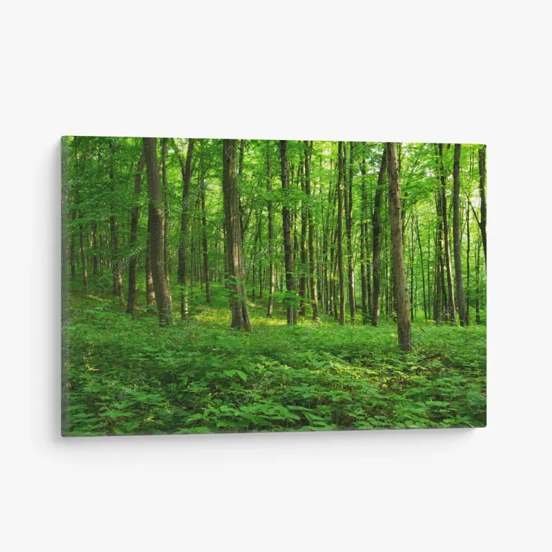 Leinwandbild sonniger grüner wald im frühling