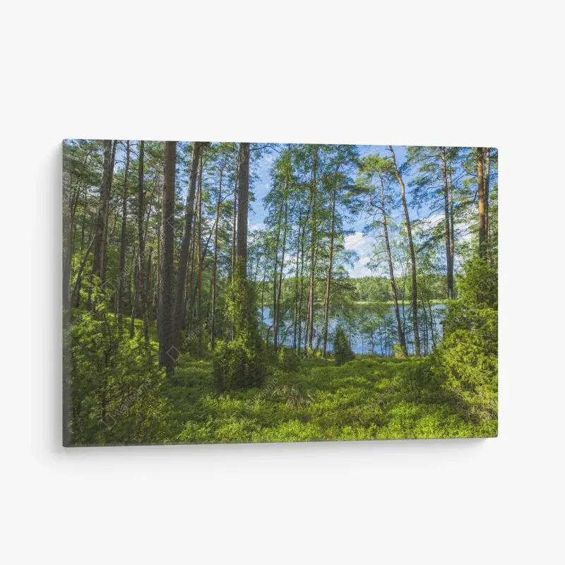 Leinwandbild ruhiger kiefernwald am see
