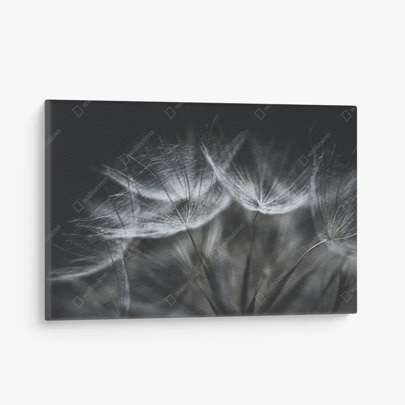 Leinwandbild zarte löwenzahnsamen in monochrom