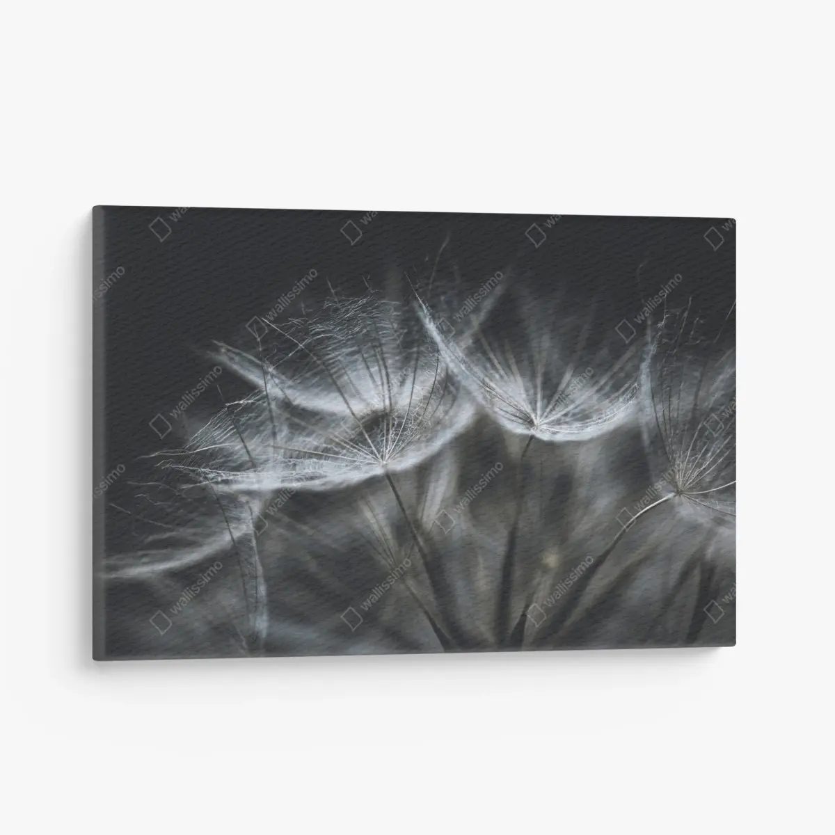 Leinwandbild zarte löwenzahnsamen in monochrom – Pixers®