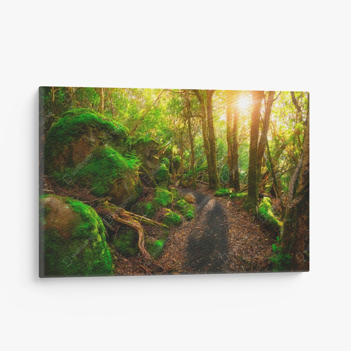 Leinwandbild sonniger pfad im regenwald der Tasman-Halbinsel, Tasmanien – Pixers®