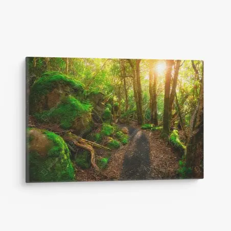 Leinwandbild sonniger pfad im regenwald der Tasman-Halbinsel, Tasmanien – Pixers®