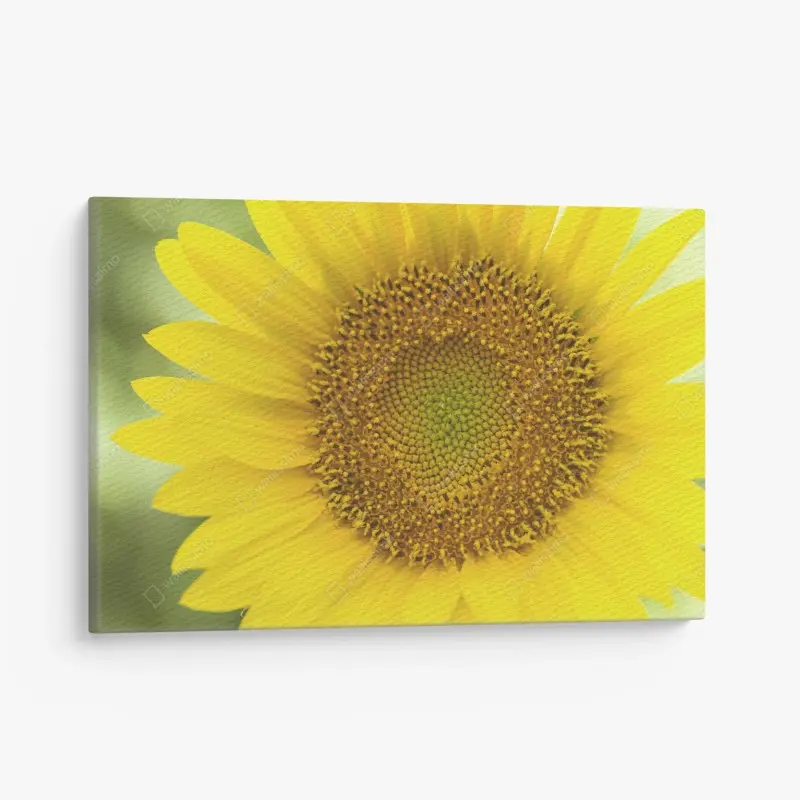 Leinwandbild leuchtende nahaufnahme sonnenblume