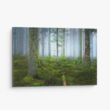 Leinwandbild nebliger kiefernwald aus dem Elsass – Pixers®