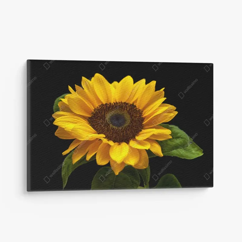 Leinwandbild leuchtende sonnenblume auf schwarzem hintergrund
