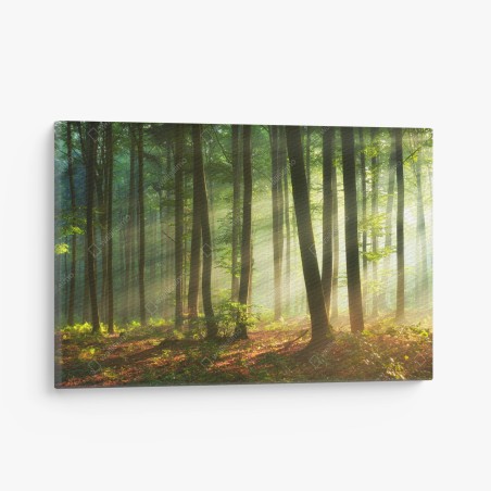 Leinwandbild sonnenbeschienener morgenwald – Pixers®