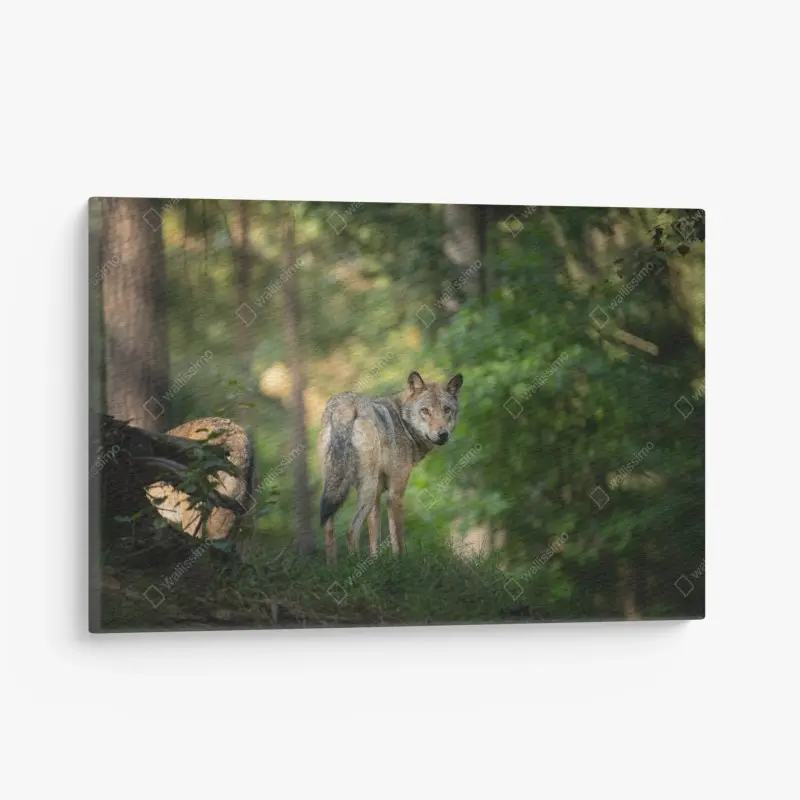 Leinwandbild wolf auf der lichtung im wald