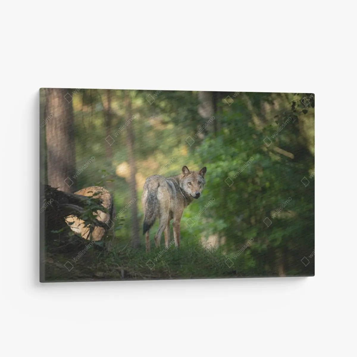 Leinwandbild wolf auf der lichtung im wald – Pixers®