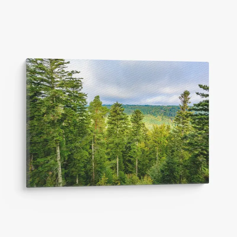 Leinwandbild Schwarzwald herbstliche waldlandschaft